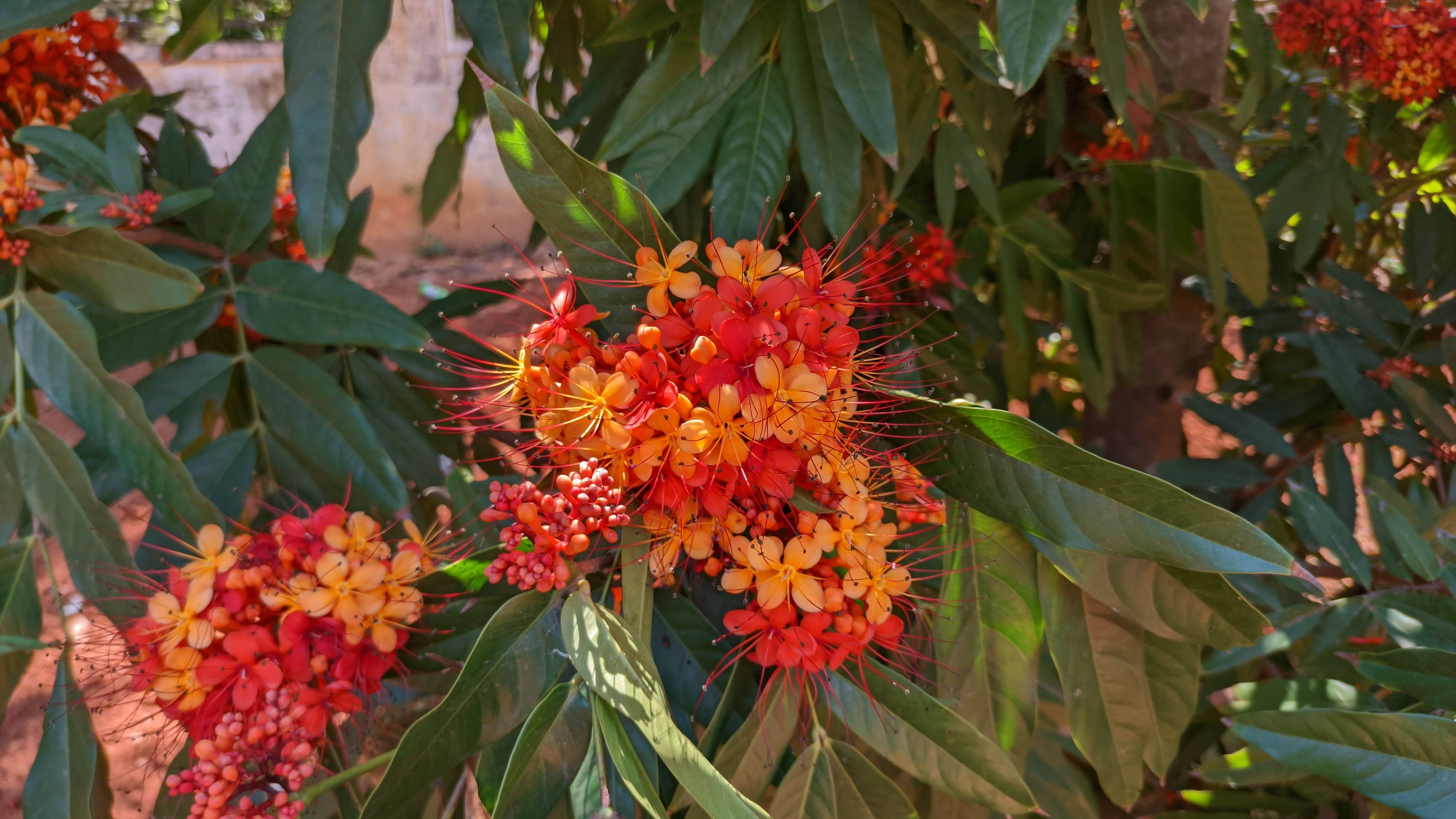 Ashoka Tree's flowers